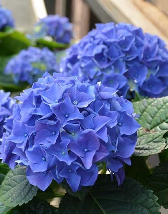 

Гортензия крупнолистная Эрли Блю 1 шт Р9