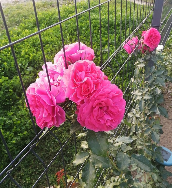 Роза плетистая Розариум Ютерсен