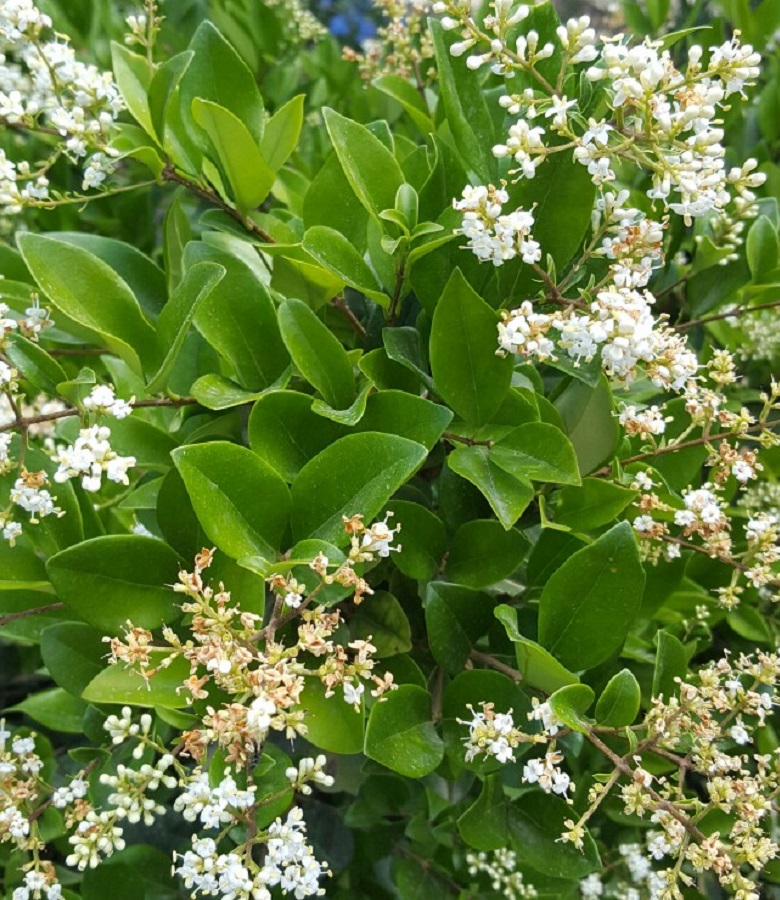 Бирючина. Лигуструм бирючина. Ligustrum japonicum (бирючина). Бирючина иезская. Лигуструм бирючина японская.