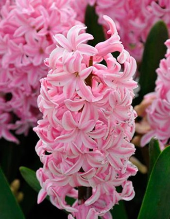 

Гиацинт Фондант 1 уп. (2 шт.)