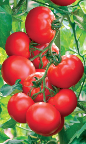 Томат Ранний Холодостойкий (УД) 20 шт цв.п