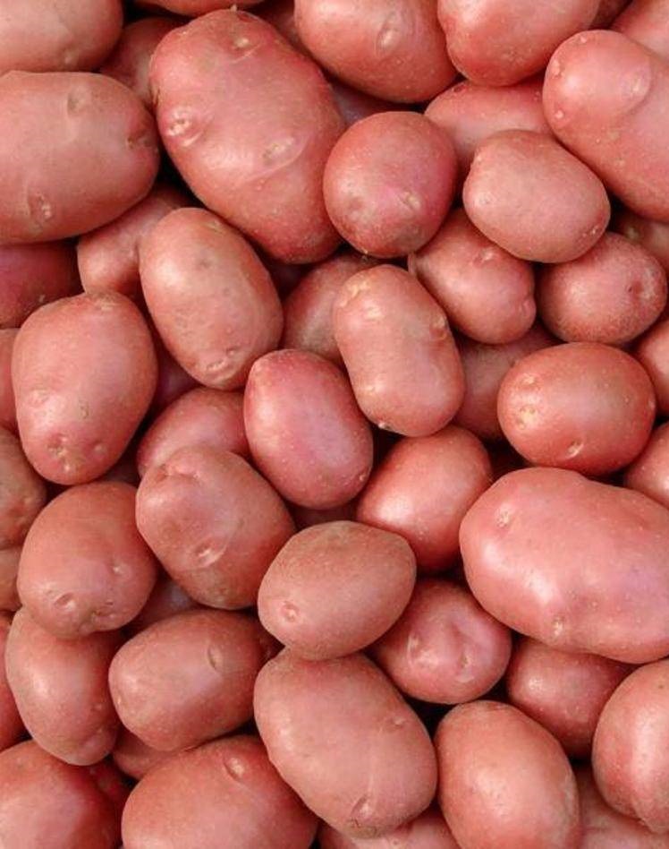 картофель гулливер суперэлита 2 кг Картофель Беллароза, суперэлита 2 кг