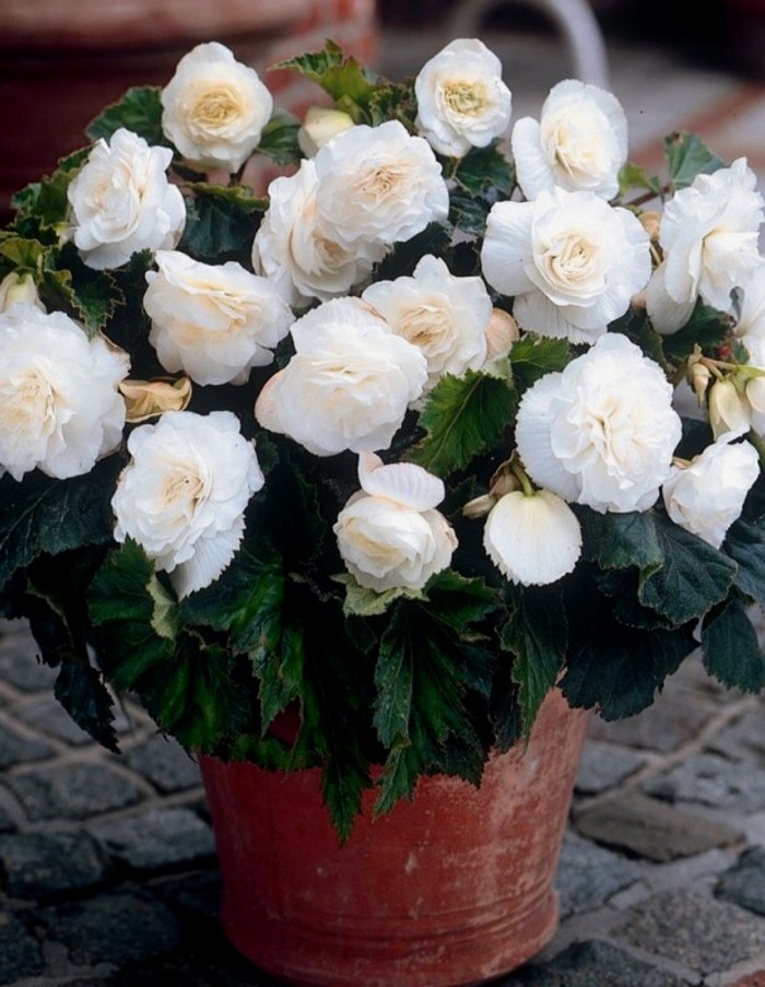 

Бегония махровая Белая