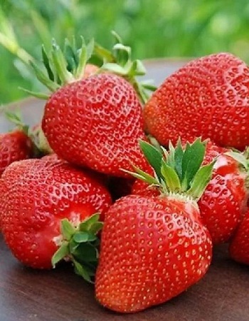 Земляника садовая Элианни