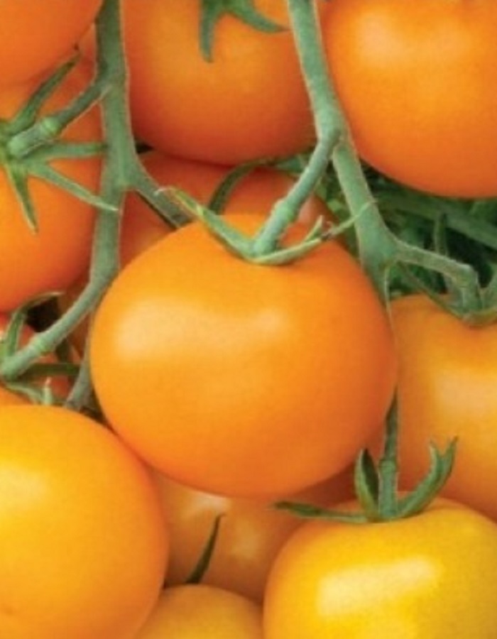 Томат Мандариновая гроздь (УД) 20 шт. цв.п. семена томат вишневая гроздь смесь