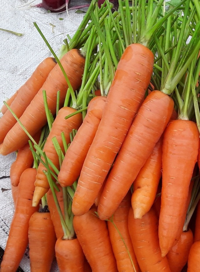Морковь Хрустящее Счастье (УД) 2 гр цв п морковь роте ризен 2 гр б п