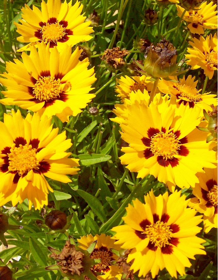 

Кореопсис Сан Кисс ASF 1 шт Р9