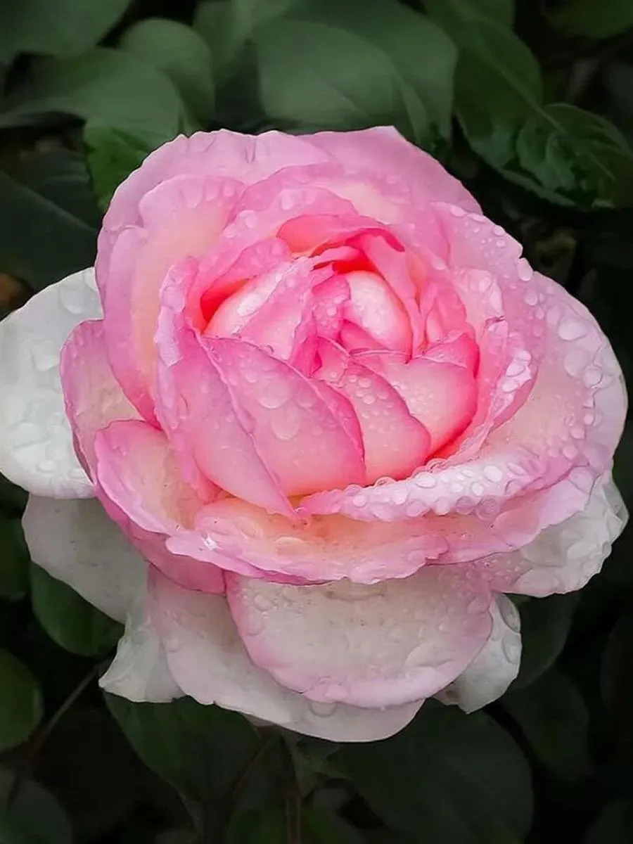 

Роза чайно-гибридная Оноре де Бальзак 1 шт