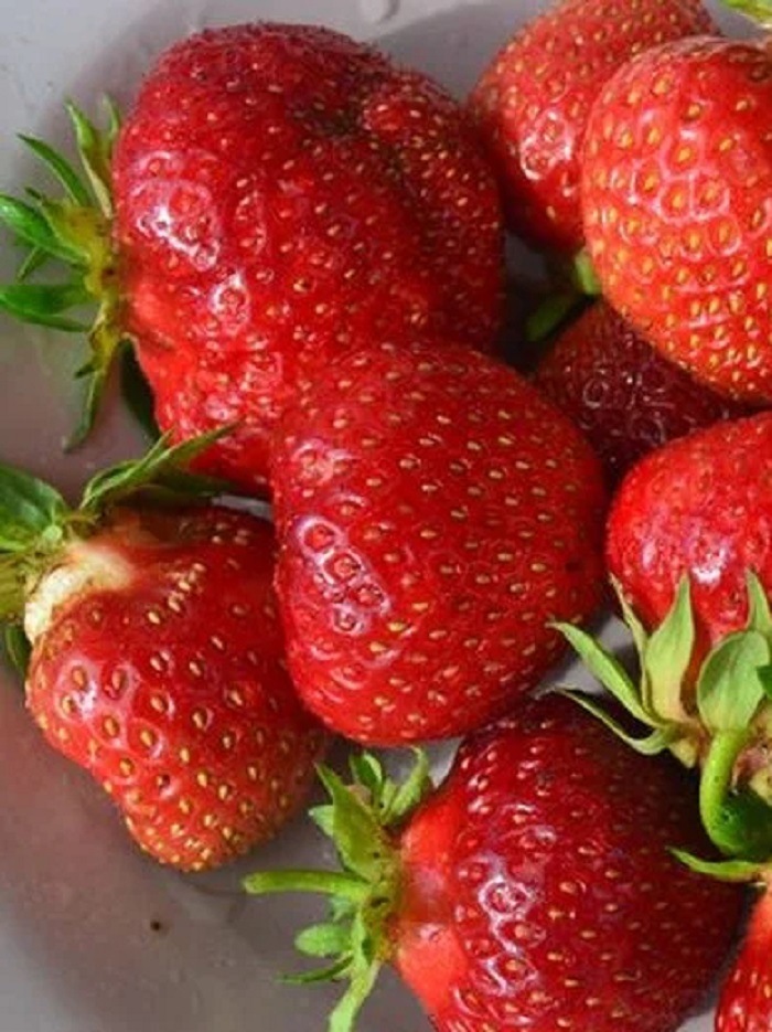 

Земляника Гигантелла Максим