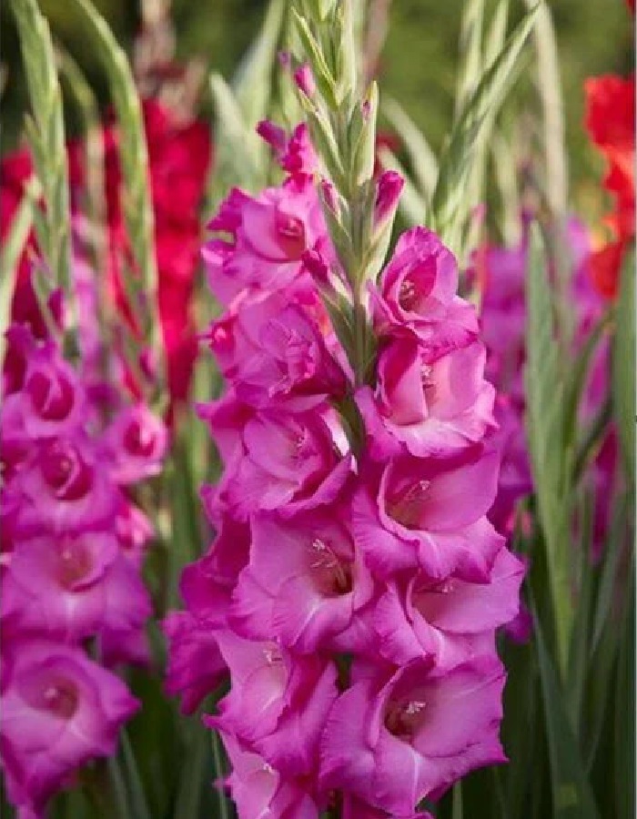 

Гладиолус Леннон 1 уп. (3 шт.)