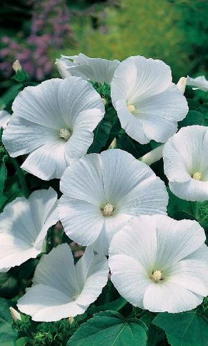 Лаватера Невеста богача (УД) 0,2 гр цв п