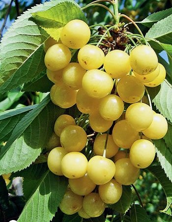 Черешня Чермашная 