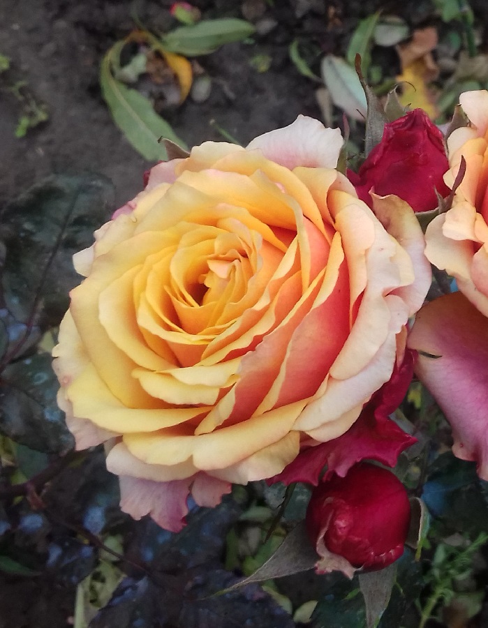 Роза чайно-гибридная Черри Бренди 1 шт роза черри герл кордес
