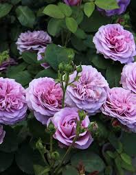 Роза почвопокровная Лавандовая Драгоценность