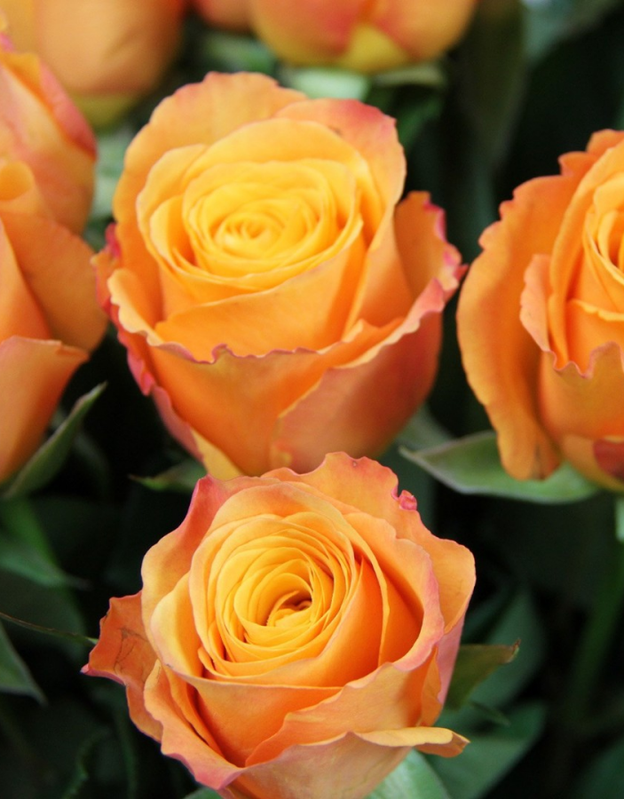 Роза чайно-гибридная Мари Клэр 1 шт роза мари каролин нирп