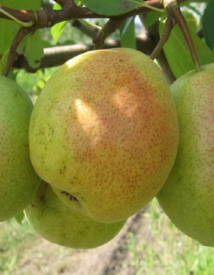 

Груша Северянка