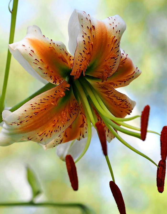 

Лилия Леди Элис