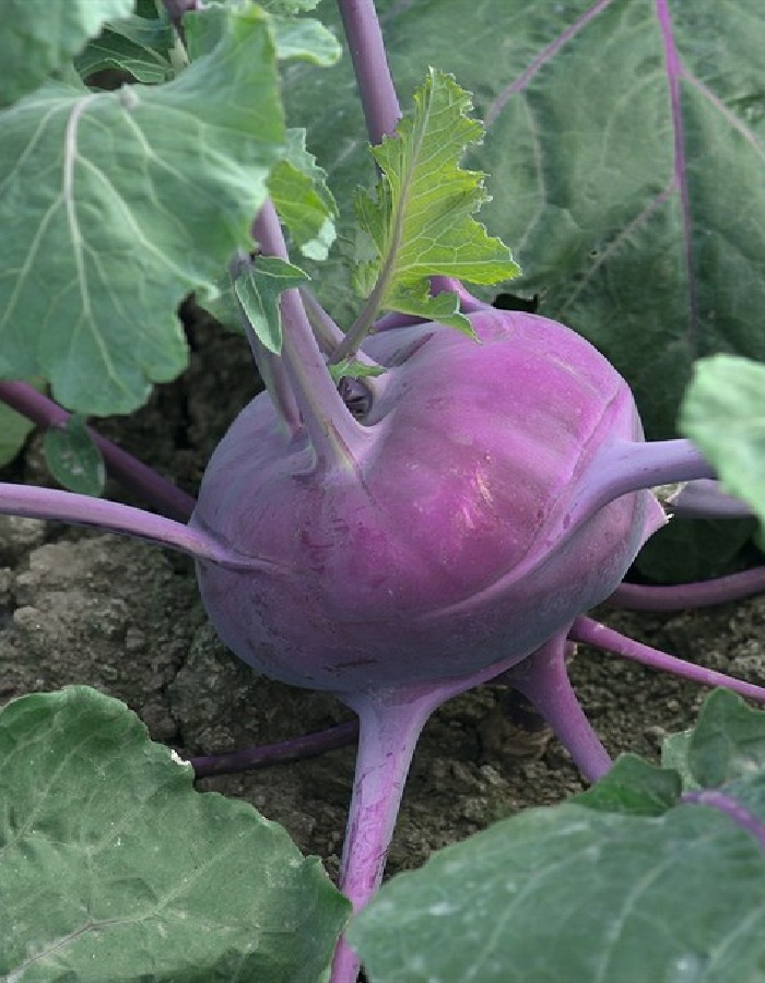 

Капуста кольраби Соната F1 0,3 гр цв.п.