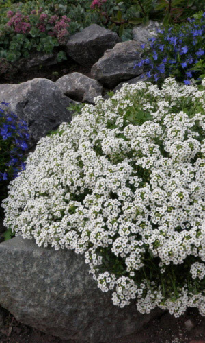 Алиссум (лобулярия) Снежный ковер (УД) 0,1 гр цв п