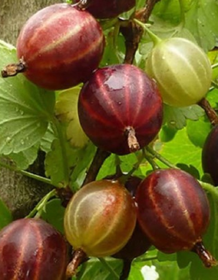 

Крыжовник Сенатор