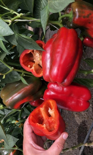 Перец сладкий Болгарский 79 (УД) 20 шт