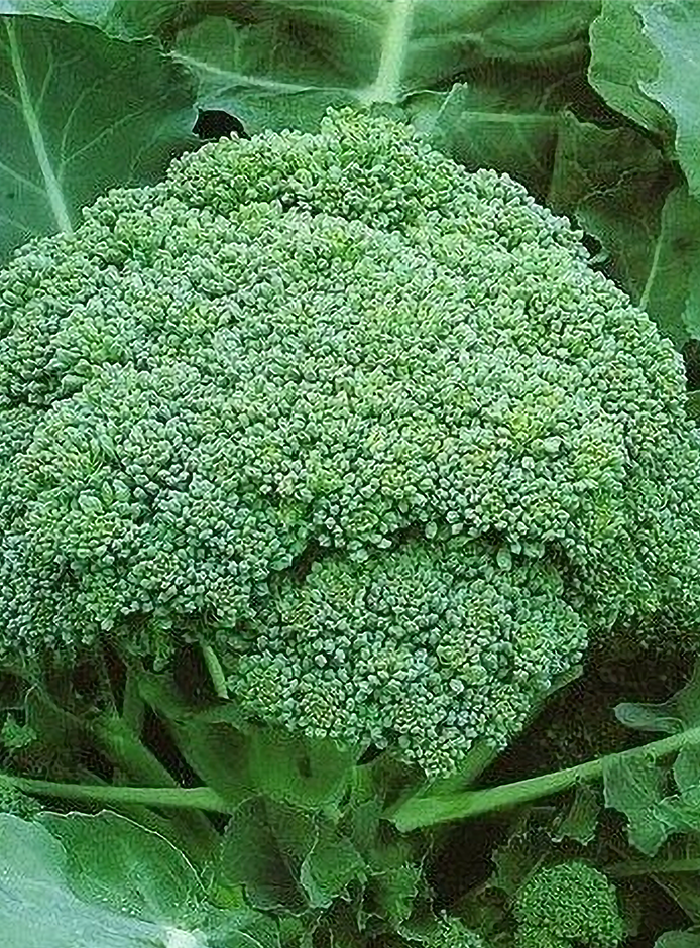 Капуста брокколи Монако F1 (Syngenta) 10шт. цв.п. семена овощей престиж капуста брокколи фиеста f1