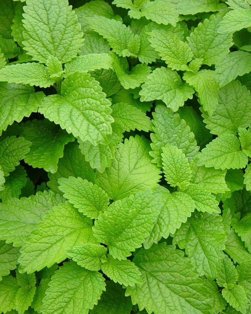 

Мелисса Лимончелло ASF 1 шт Р9