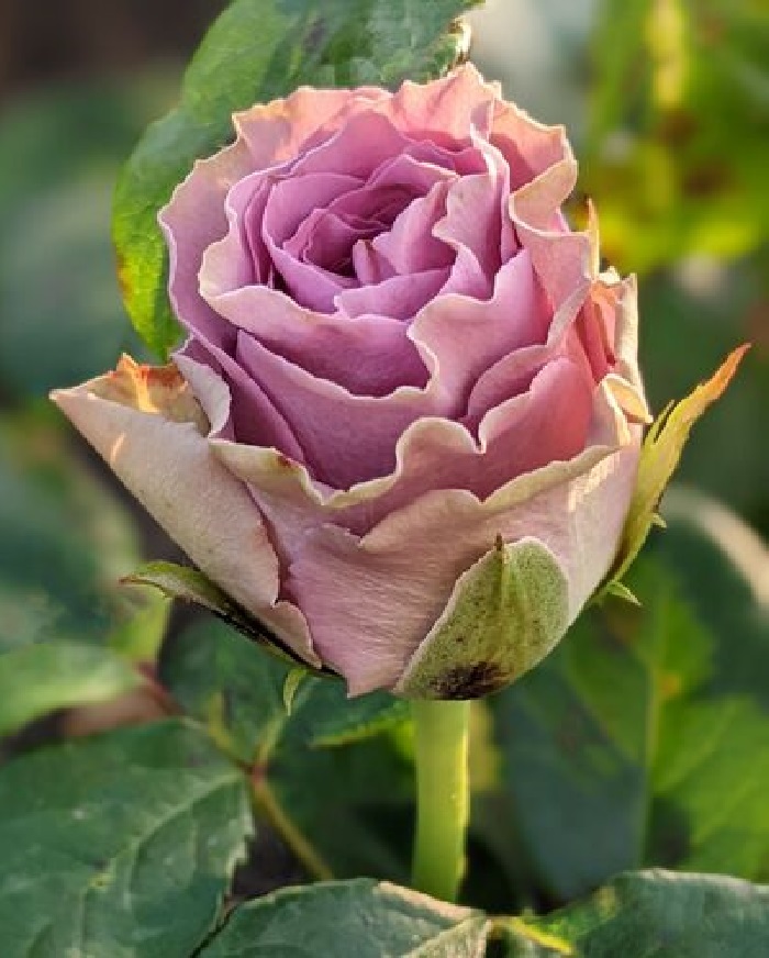 

Роза чайно-гибридная Византия