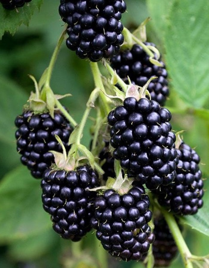 

Ежевика бесшипая Натчез