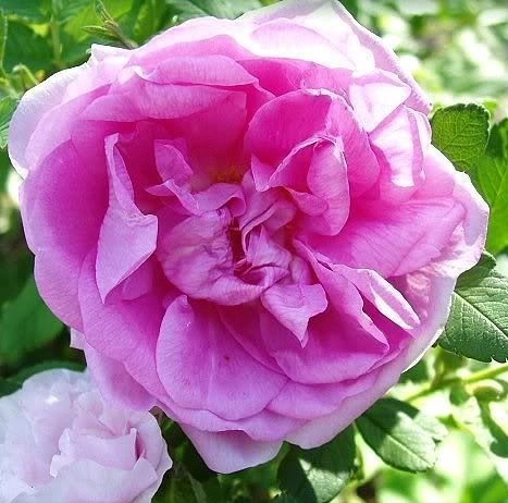 Роза кустовая Васагейминг