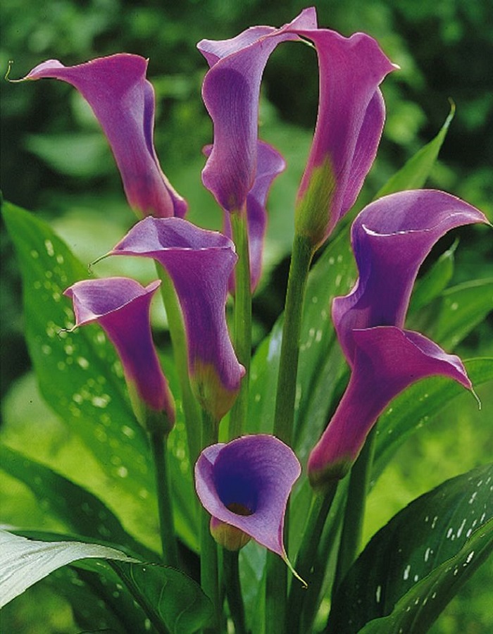 

Калла Пако 1 уп (1 шт.)