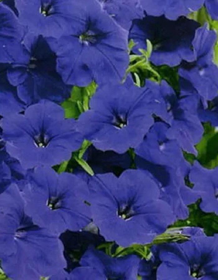 

Петуния Джоконда F1 синяя (Аэлита) 5 шт