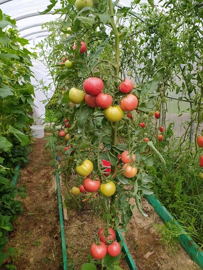 Томат Герман - кистевой F1 (УД) 10 шт