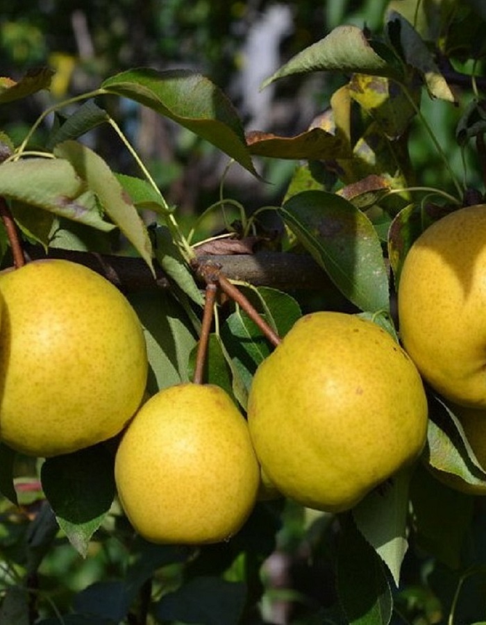 

Груша Береженая