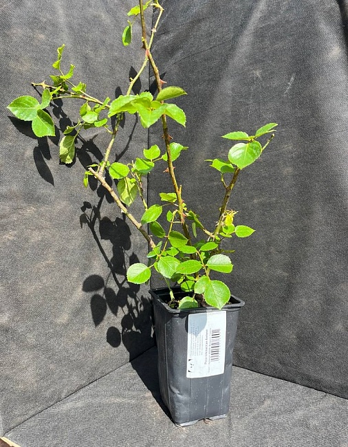 Роза плетистая Антике