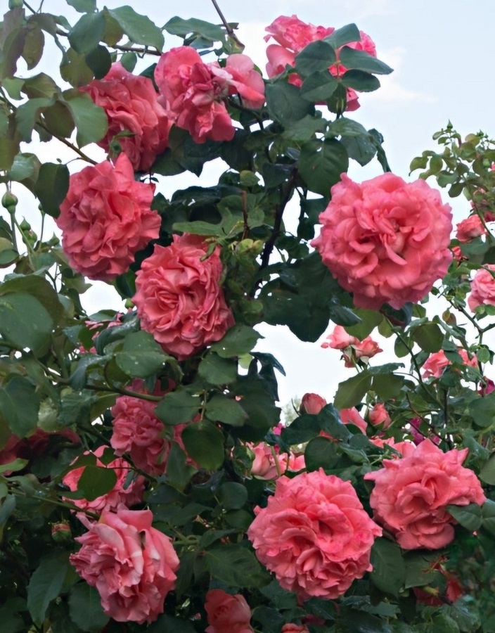 

Роза плетистая Ди Ди Бриджуотер