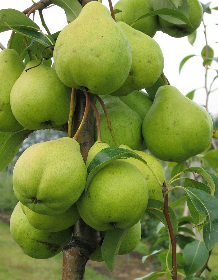 

Груша Уралочка