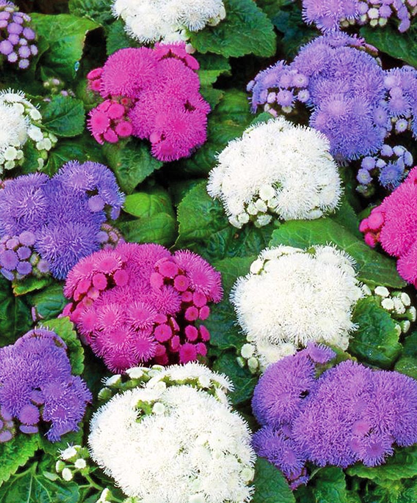 Агератум Сокровища Ацтеков 03 гр 39₽