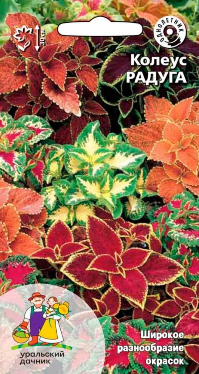 

Колеус Радуга (УД) 0,03 гр