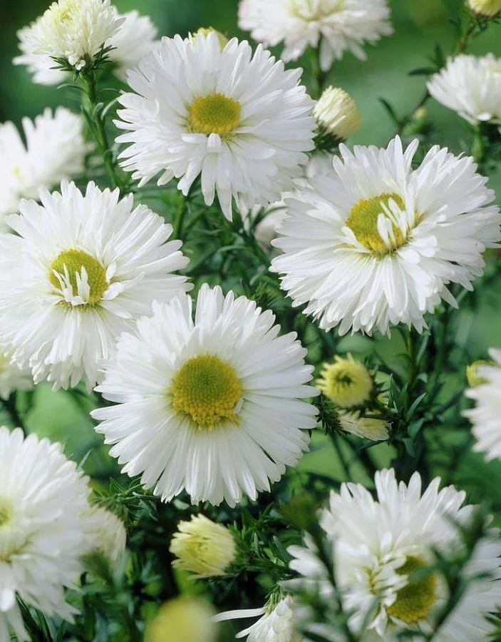 

Астра новобельгийская Уайт Ледиз