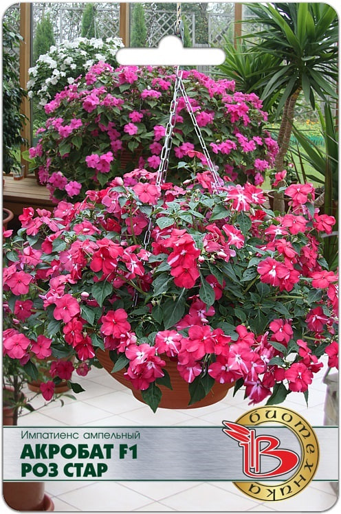 Бальзамин (импатиенс) ампельный Акробат F1 Роз Стар 8 шт