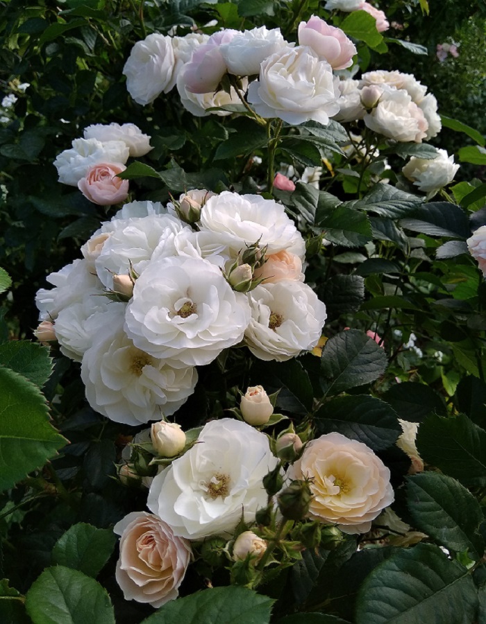 

Роза мускусная Буке Парфе