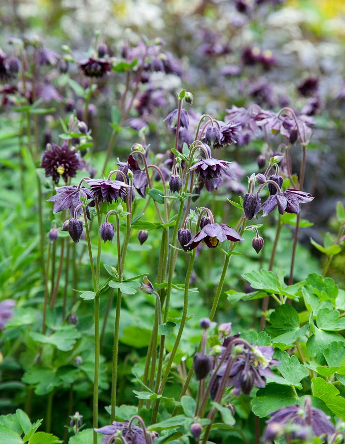 Аквилегия Барлоу Блэк ASF 1 шт Р9 449₽