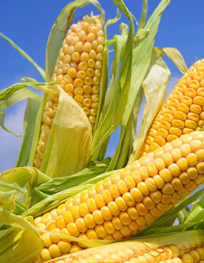 

Кукуруза Кубанский сахарный 210 5гр б.п