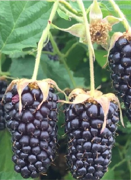 Ежевика бесшипая Коламбия Санрайз 