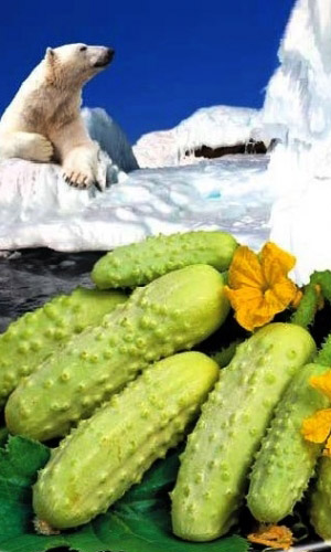 Огурец Мишка на Севере - корнишон F1 (УД) 12 шт