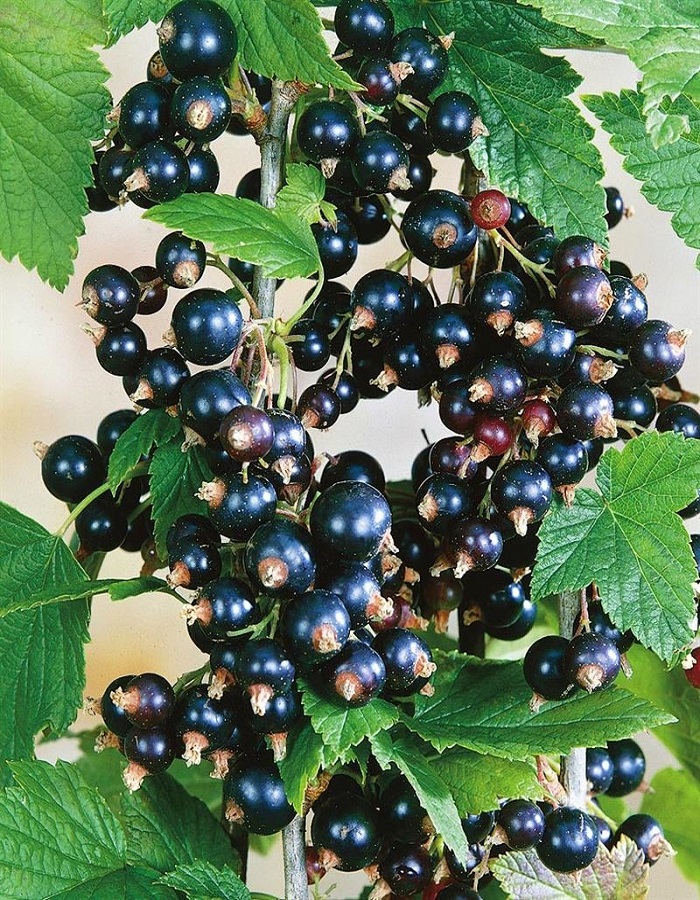 

Смородина черная Ядреная 1 шт