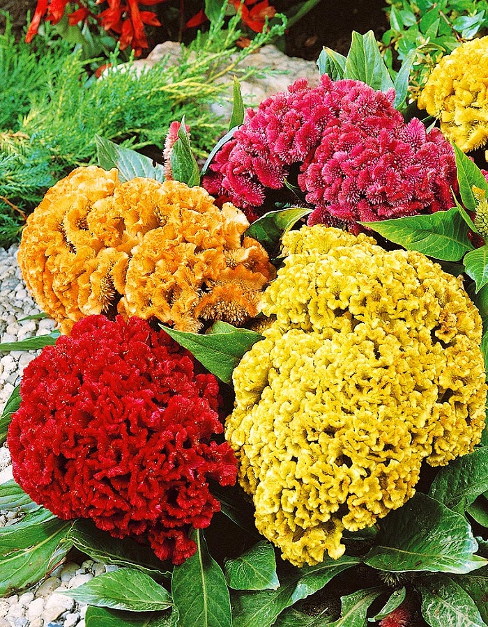 Целозия Гребенчатая смесь 005 гр 33₽