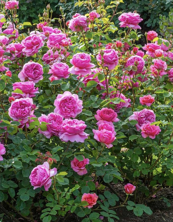 

Роза английская Принцесса Александра ов Кент