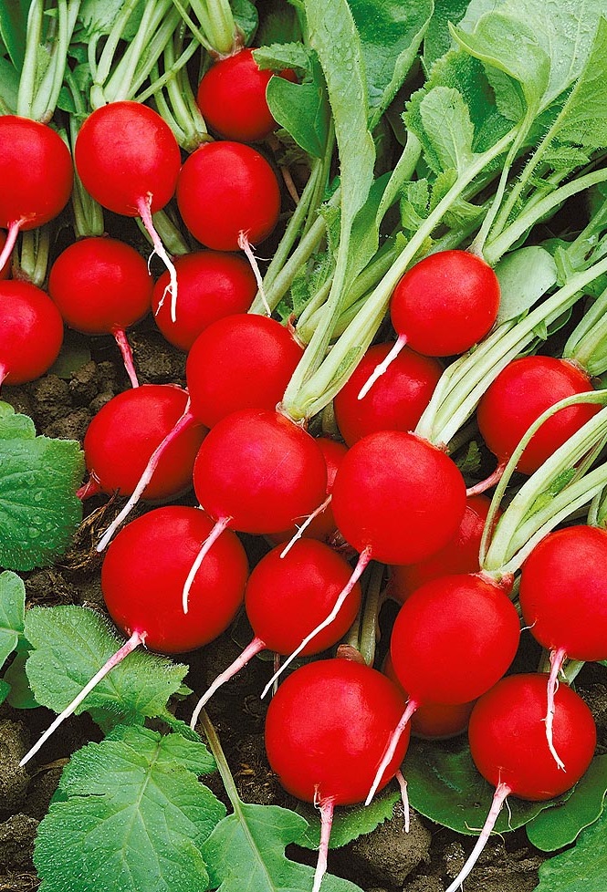 

Редис Черриэт F1 (Sakata) 2 г